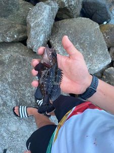 Peacock Grouper
