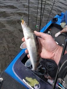 Zander