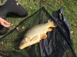 Common Carp