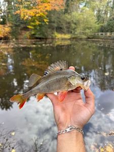 European Perch