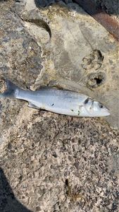European Bass (Seabass)