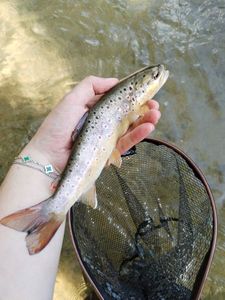 Brown Trout