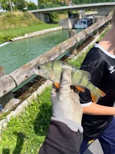 European Perch