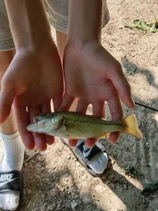 Largemouth Bass