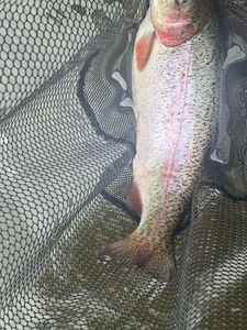 Rainbow Trout