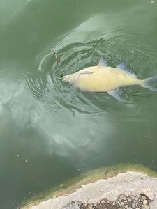 Common Bream