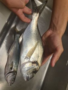 Gilthead Seabream