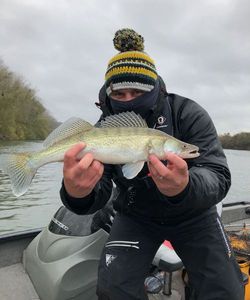 Zander