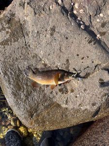 Ballan Wrasse