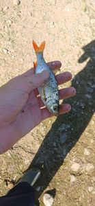 Roach