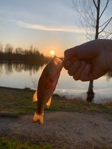 Largemouth Bass
