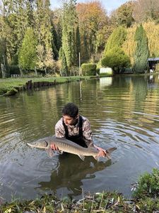 Sturgeon
