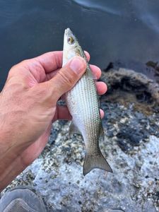 Leaping Mullet