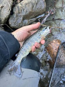 Brown Trout