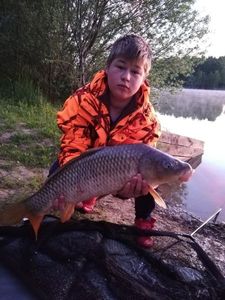 Common Carp