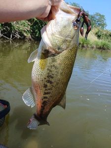 Largemouth Bass