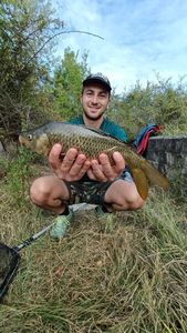 Common Carp