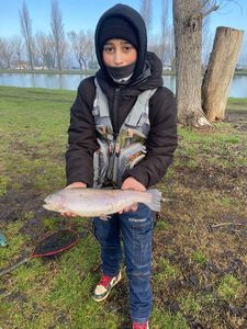 Brown Trout