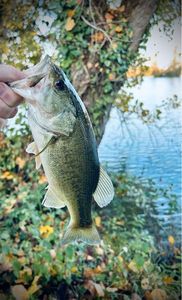 Largemouth Bass