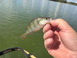 European Perch