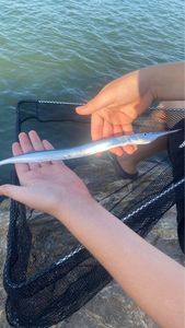 Garfish