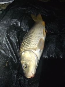 Common Carp