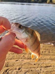 European Perch