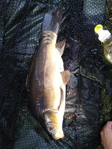 Mirror Carp