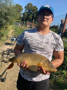 Carpe commune