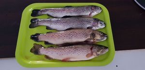 Rainbow Trout