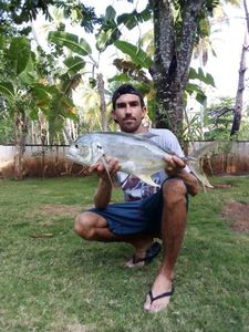 Crevalle Jack