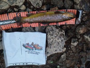Brown Trout