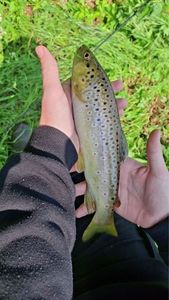 Brown Trout