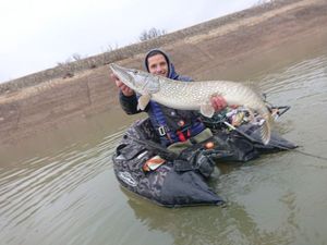 Northern Pike