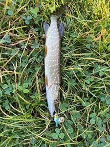 Northern Pike