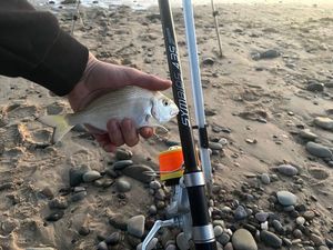 Gilthead Seabream