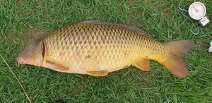 Common Carp