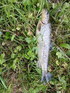 Brown Trout