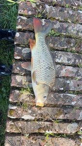 Common Carp