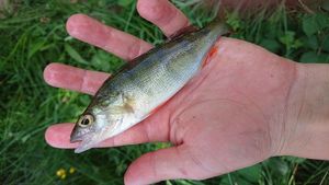 European Perch