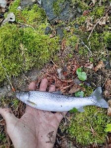 Rainbow Trout
