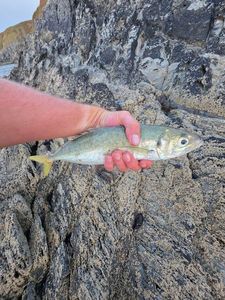 Greenback Horse Mackerel