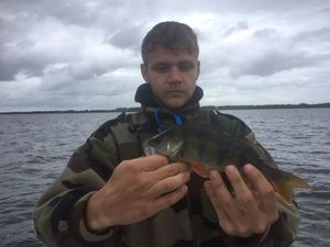 European Perch