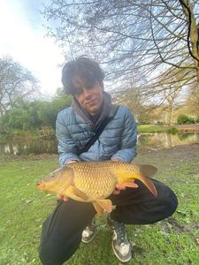 Common Carp