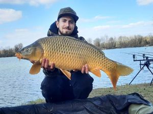 Common Carp