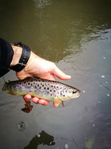 Brown Trout