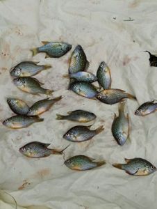 Green Sunfish