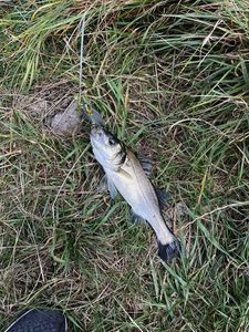 European Bass (Seabass)