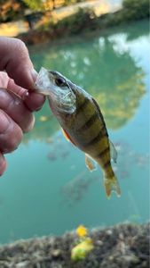 European Perch