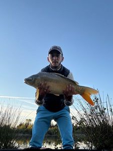 Mirror Carp